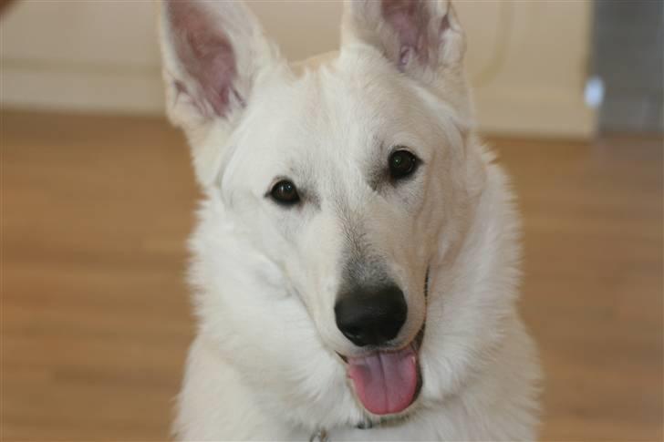 Hvid schæfer Egeborgs White Enzo - Enzo billede 1