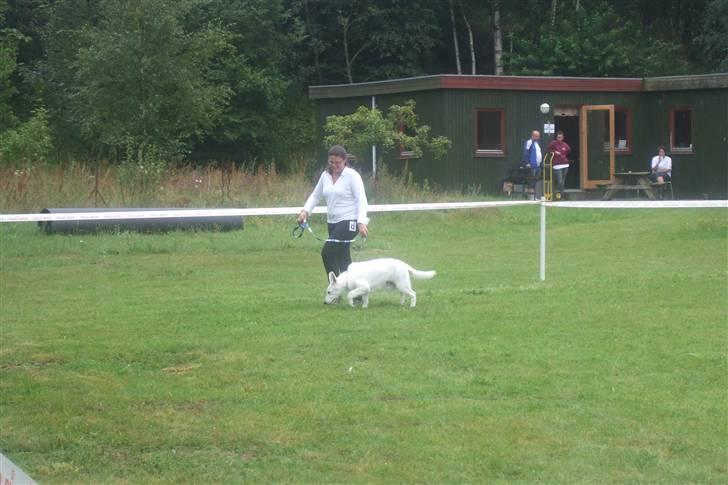 Hvid schæfer Egeborgs White Enzo - KFDS 14.08.10 billede 2