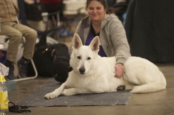 Hvid schæfer Egeborgs White Enzo - Enzo 3 uger billede 3