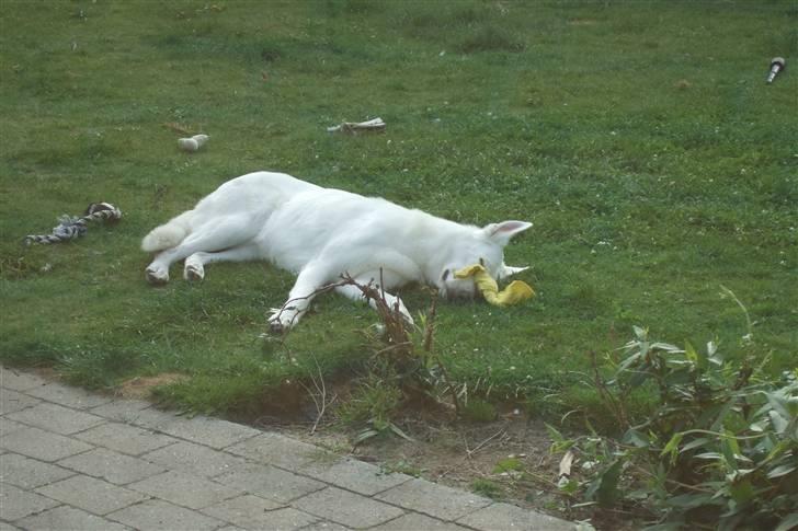 Hvid schæfer Egeborgs White Enzo billede 4