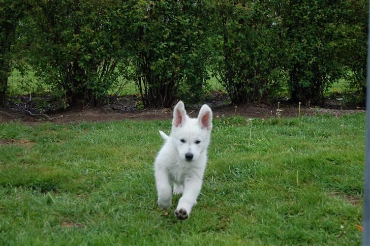 Hvid schæfer Egeborgs White Enzo - Enzo 7 uger billede 5