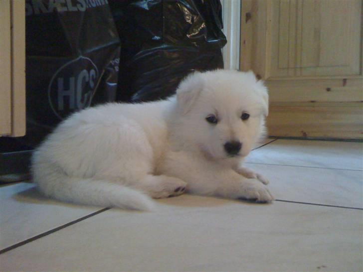 Hvid schæfer Egeborgs White Enzo - Enzo 4 uger billede 6