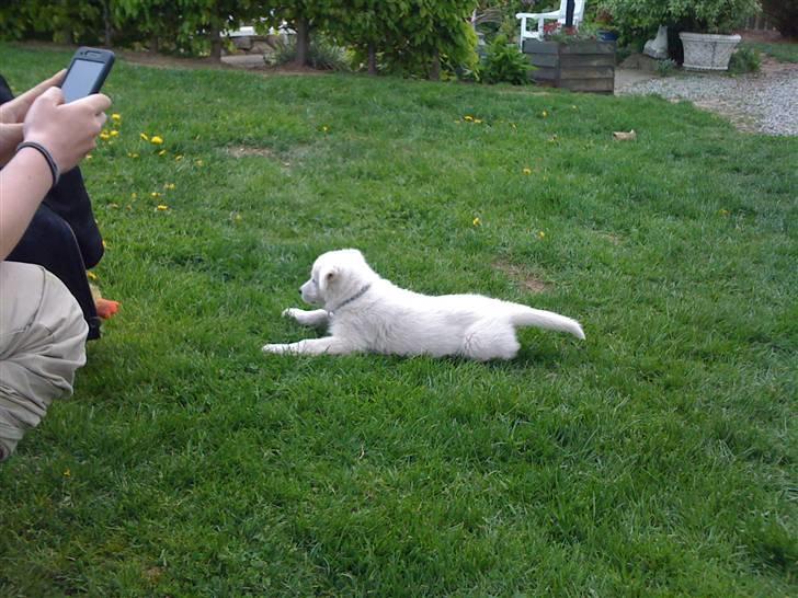 Hvid schæfer Egeborgs White Enzo - Enzo 6 uger billede 7