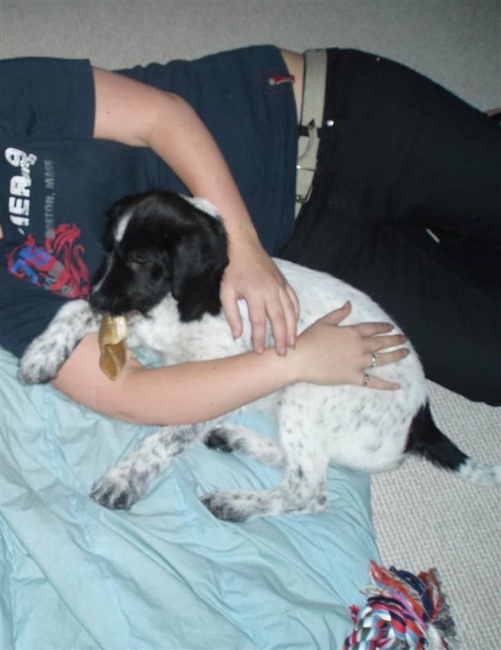 Blanding af racer Rollo (: - Rollo da han var lille<33 er han ikke bare sød:)<3 billede 10