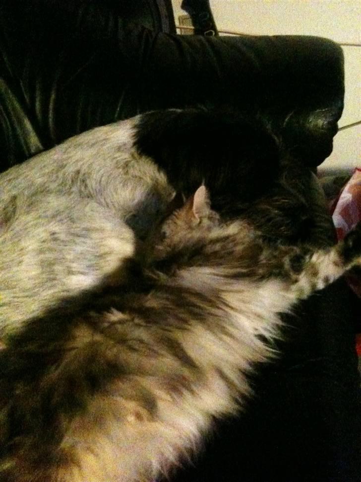 Blanding af racer Rollo (: - Nåee se som de kan<3 billede 11