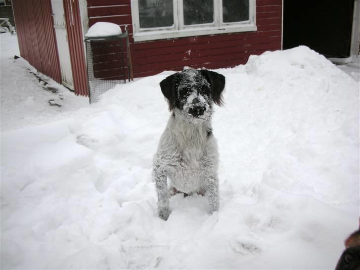 Blanding af racer Rollo (: - Rollo i sneen<3:D billede 12