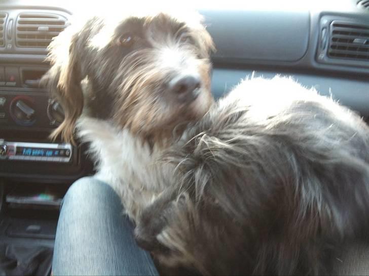 Blanding af racer Rollo (: - Rollo med min søn ude og køre bil :) billede 13