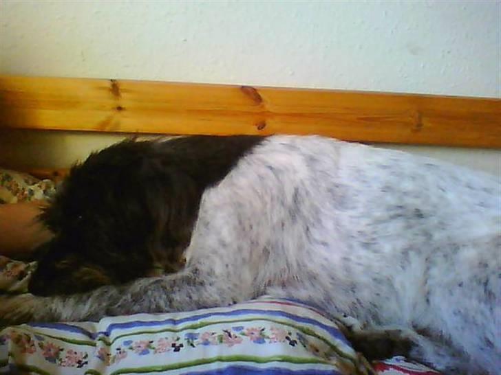 Blanding af racer Rollo (: - Nåee som han putter<3 billede 14