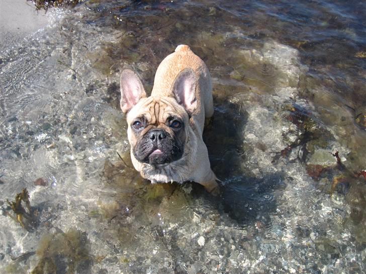 Fransk bulldog Prins John - Prins John billede 1