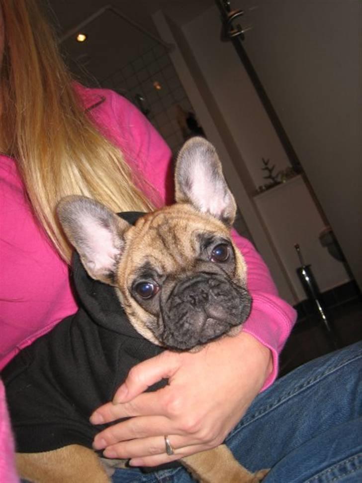 Fransk bulldog Prins John billede 2