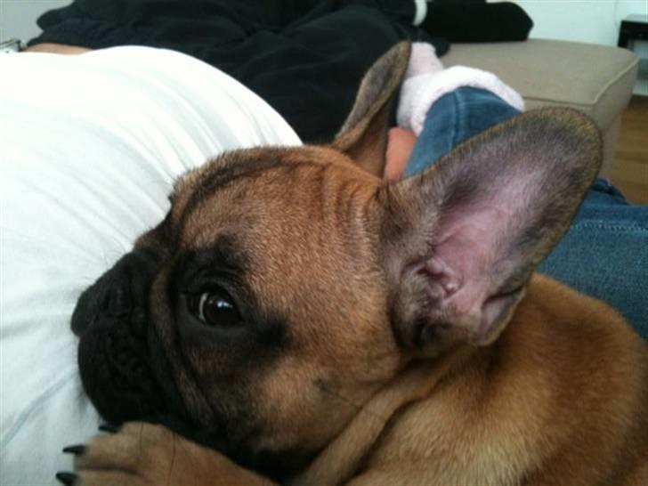 Fransk bulldog Prins John billede 3