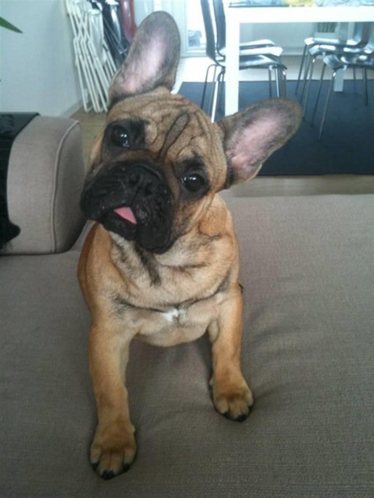 Fransk bulldog Prins John billede 4