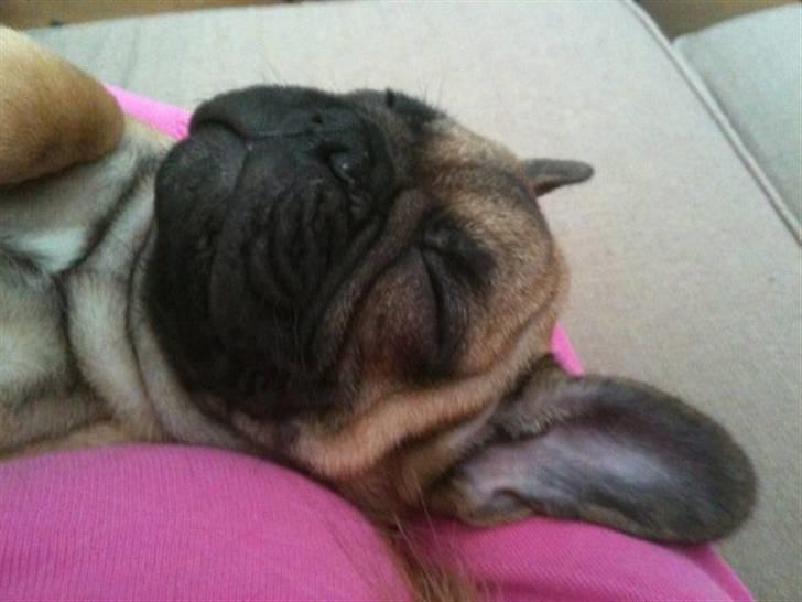 Fransk bulldog Prins John billede 5