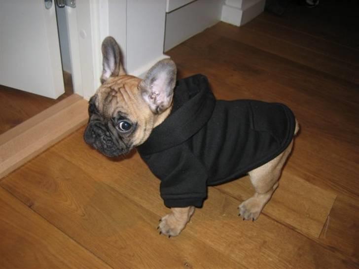 Fransk bulldog Prins John billede 7