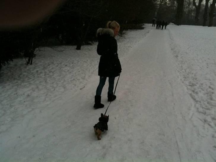 Fransk bulldog Prins John billede 8