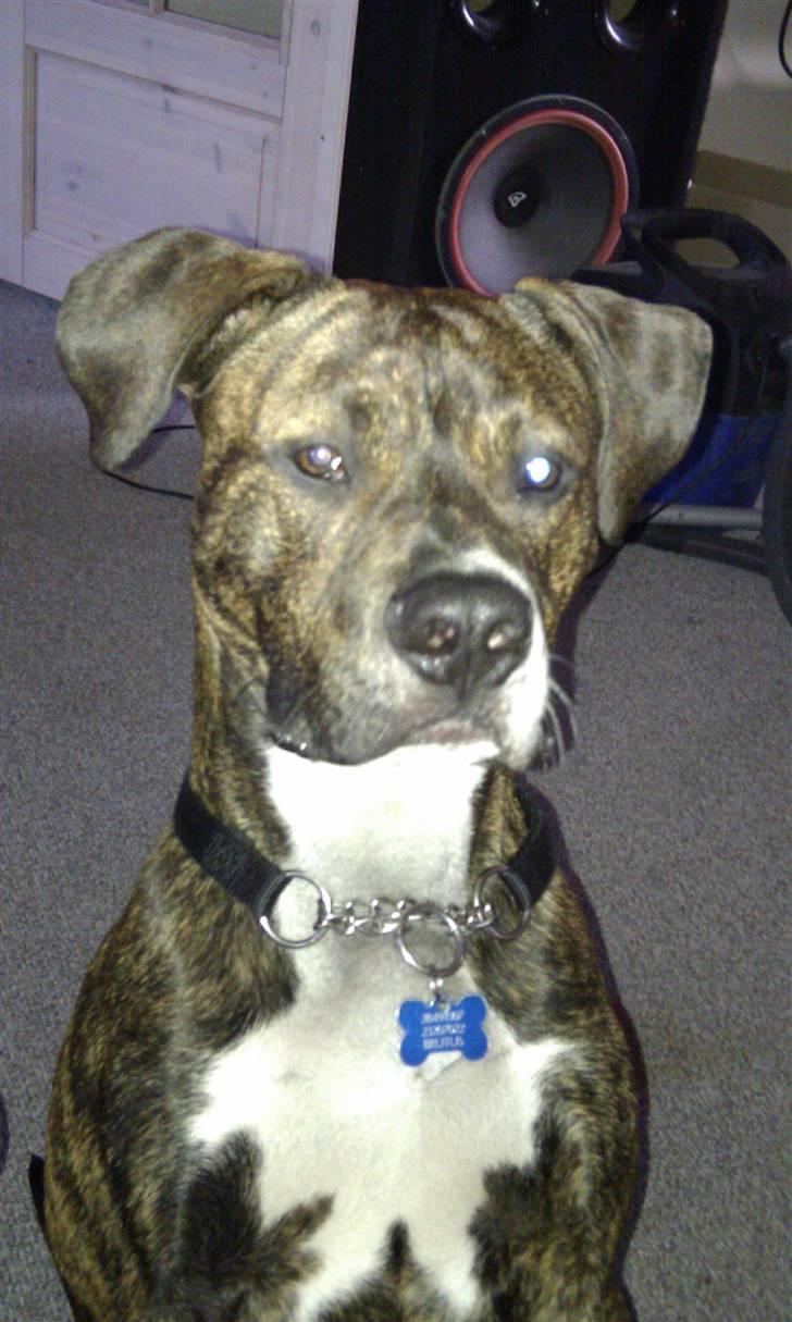 Amerikansk staffordshire terrier Brutus billede 1