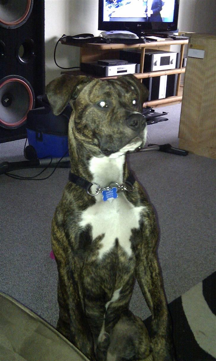 Amerikansk staffordshire terrier Brutus billede 2