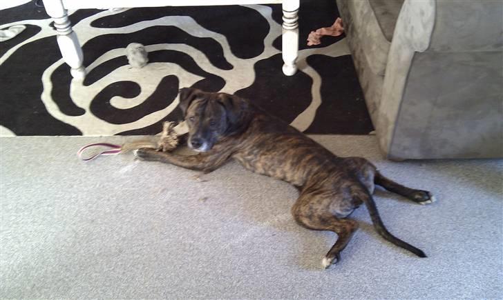 Amerikansk staffordshire terrier Brutus billede 3