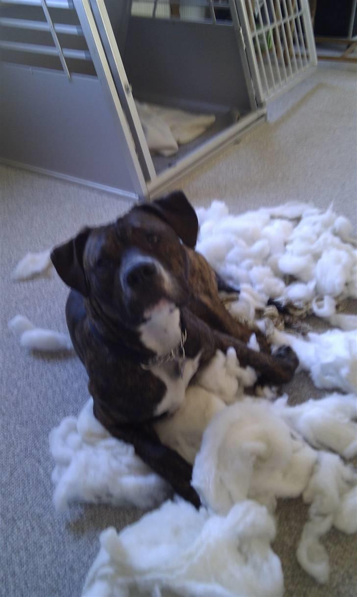 Amerikansk staffordshire terrier Brutus billede 4