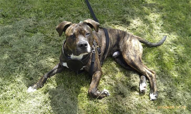 Amerikansk staffordshire terrier Brutus billede 5