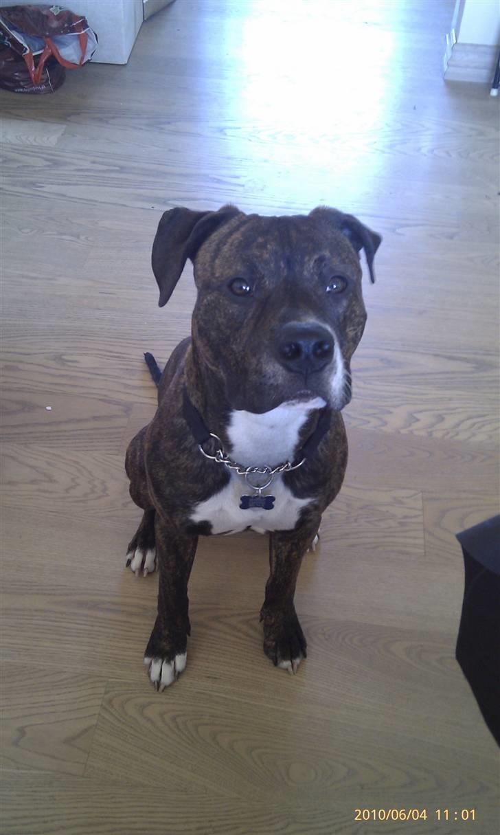 Amerikansk staffordshire terrier Brutus billede 6