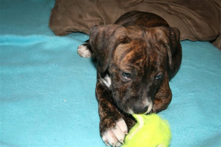 Amerikansk staffordshire terrier Brutus billede 7