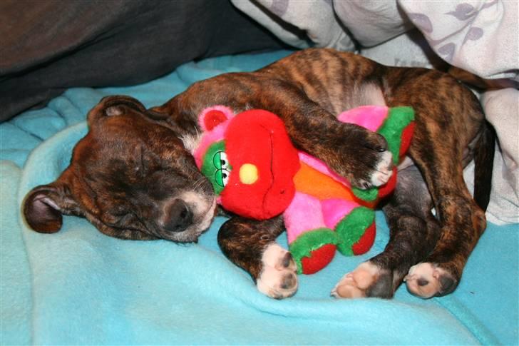 Amerikansk staffordshire terrier Brutus billede 8