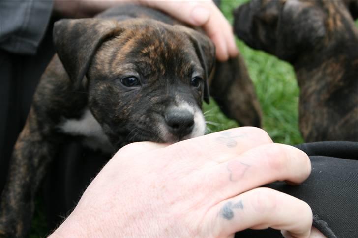 Amerikansk staffordshire terrier Brutus billede 9