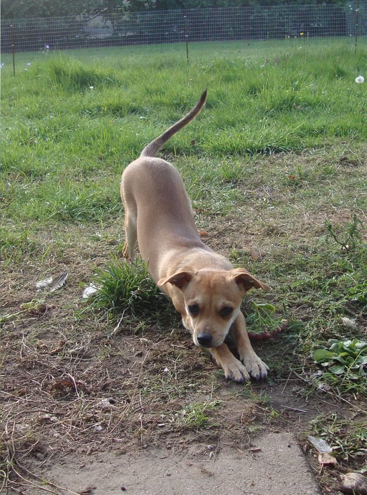 Dvaergpinscher Bambam - 6 mdr. billede 2