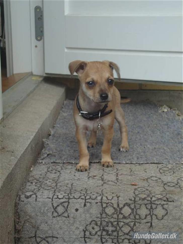 Dvaergpinscher Bambam billede 14