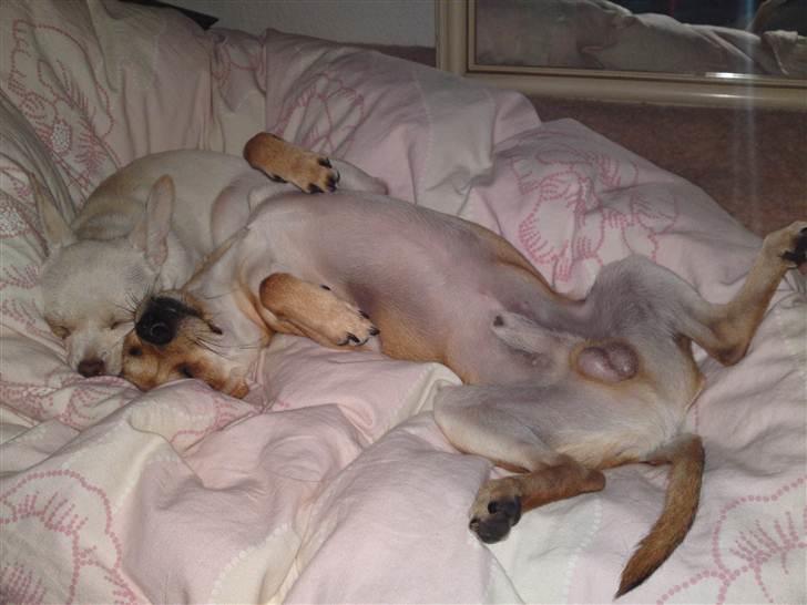 Dvaergpinscher Bambam billede 3