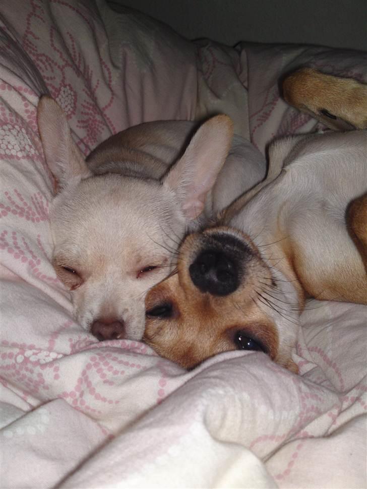 Dvaergpinscher Bambam - Bambam 6 måneder. billede 4