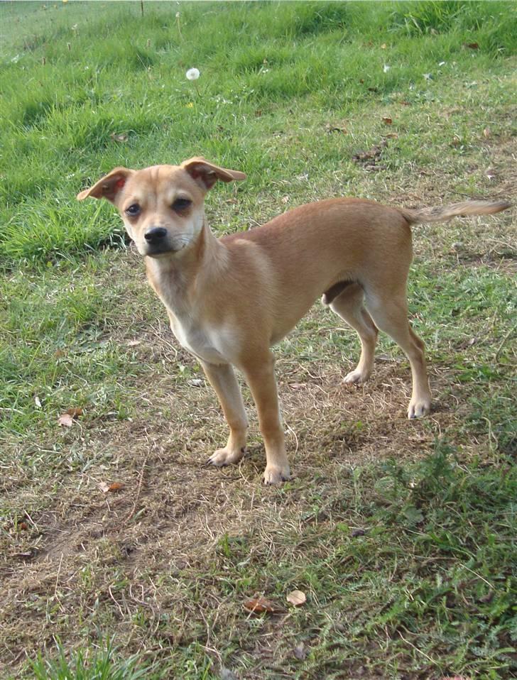 Dvaergpinscher Bambam - 6 mdr. billede 11