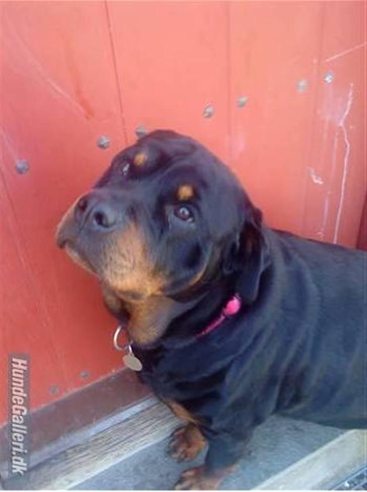 Rottweiler Fighter - Nurrh ska du ind?? <33 billede 2