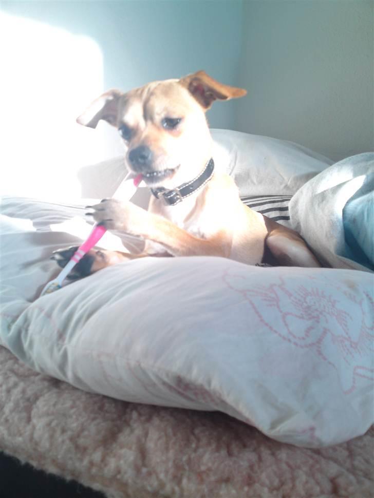 Dvaergpinscher Bambam billede 5