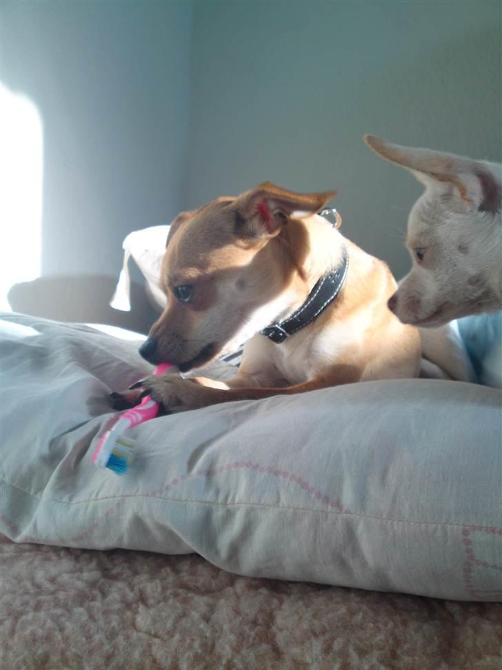 Dvaergpinscher Bambam billede 6