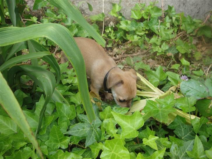 Dvaergpinscher Bambam billede 13