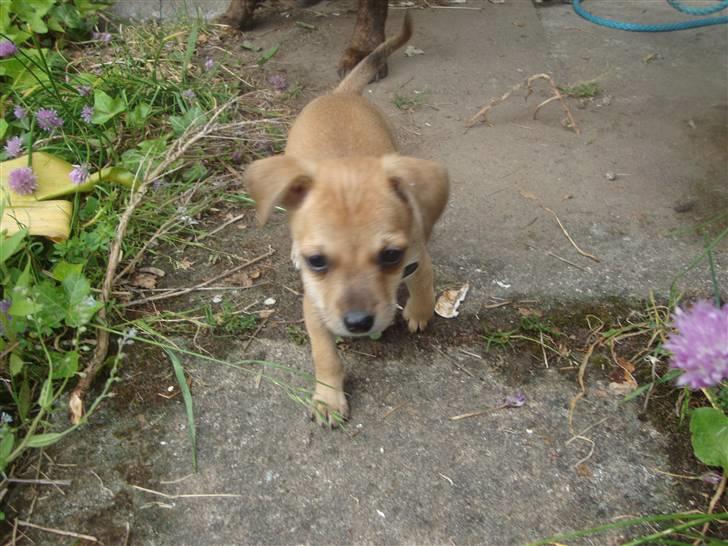 Dvaergpinscher Bambam billede 15