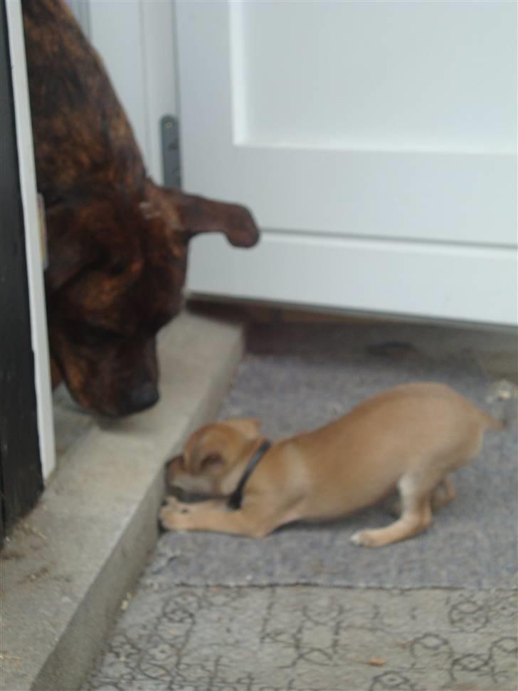 Dvaergpinscher Bambam billede 12