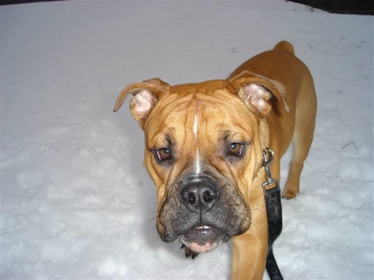 Olde english bulldogge bullgaard,s anton billede 17