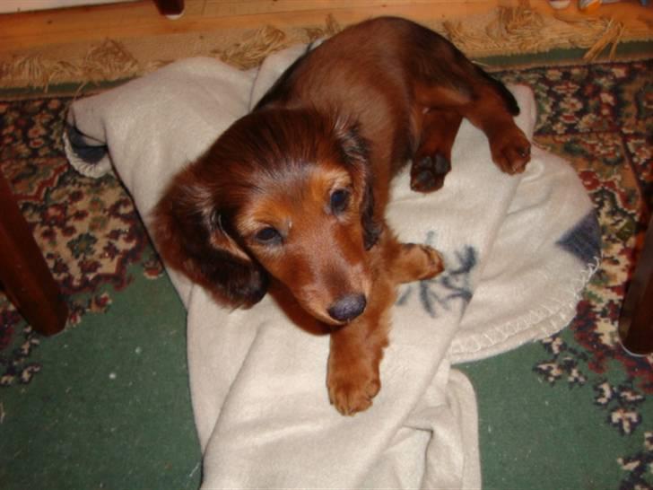 Dværggravhund Sweet Unico´s Hugo Boss - Lige kommet hjem til sin nye "bolig". billede 1