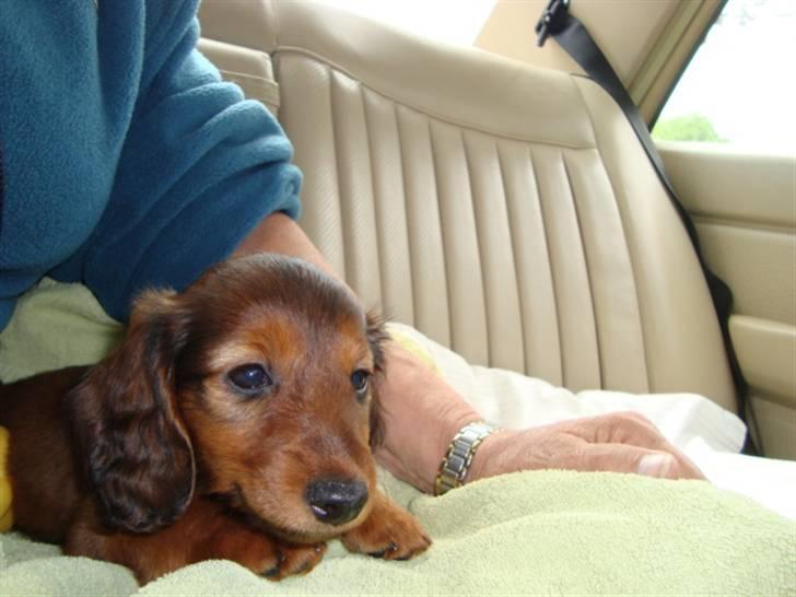 Dværggravhund Sweet Unico´s Hugo Boss - Afentet hos Kennel Sweet Unico, Gelsted 4160 Herlufmagle, han var en af 4 hvalpe i kuldet billede 2