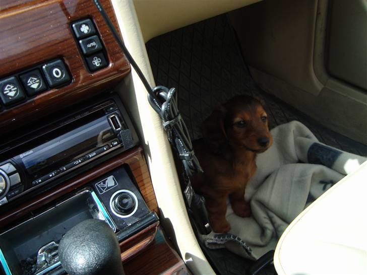 Dværggravhund Sweet Unico´s Hugo Boss - Med på indkøb siddende forrest i bilen, han "hader" endnu boxsen på bagsædet. billede 3