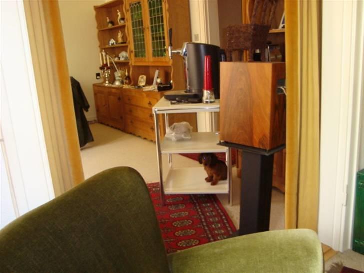 Dværggravhund Sweet Unico´s Hugo Boss - Her er han gået i skjul på nederste hylde. billede 5