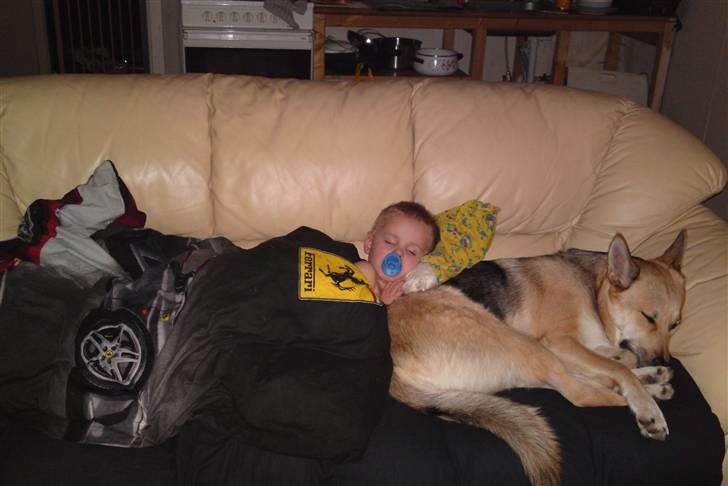 Blanding af racer Laika billede 1