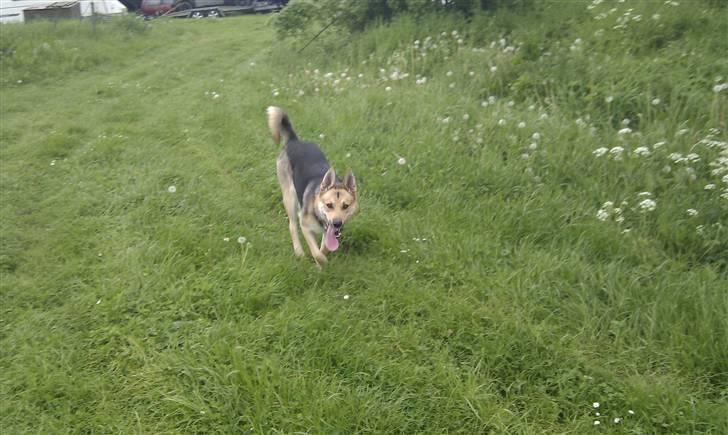 Blanding af racer Laika billede 2