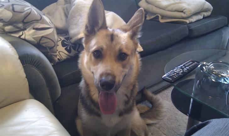 Blanding af racer Laika billede 3