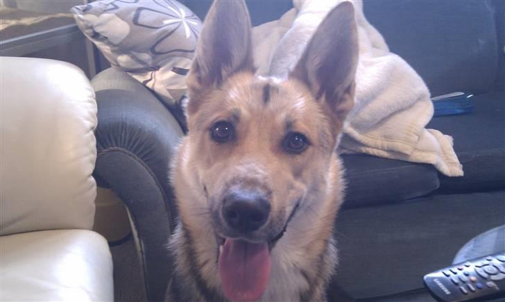 Blanding af racer Laika billede 4