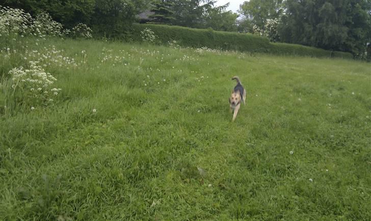 Blanding af racer Laika billede 5