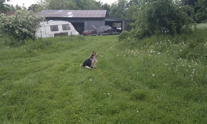 Blanding af racer Laika billede 6